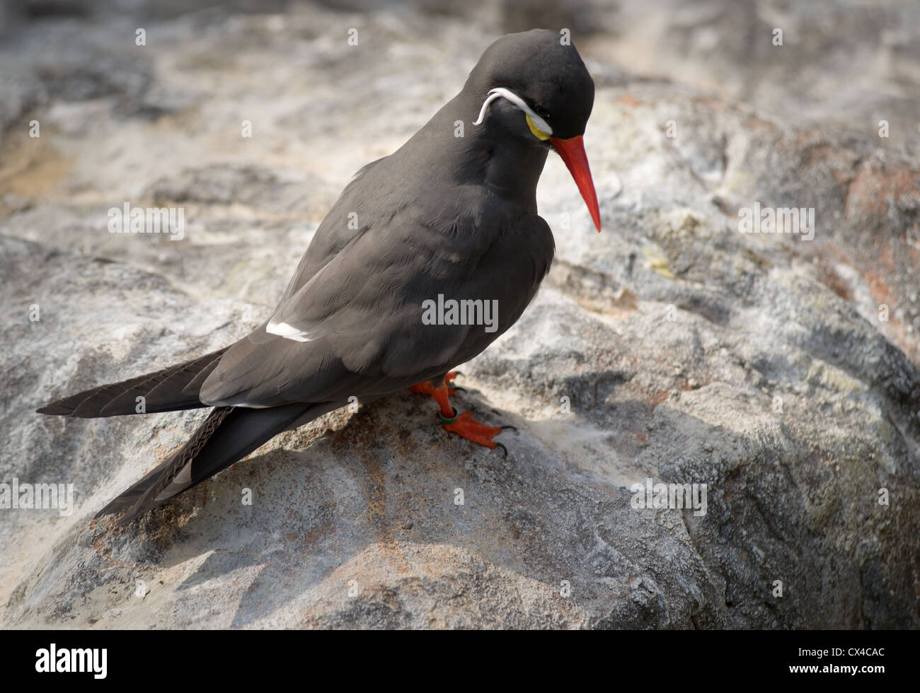 Small black bird with white spot over its eyes and white spot on its wings and bright orange beak and feet. Stock Photo