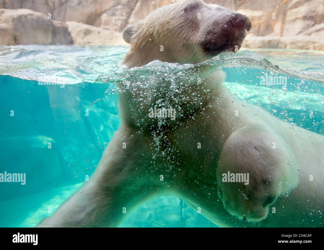 Polar bear at the Brookfield Zoo swimming. Stock Photo