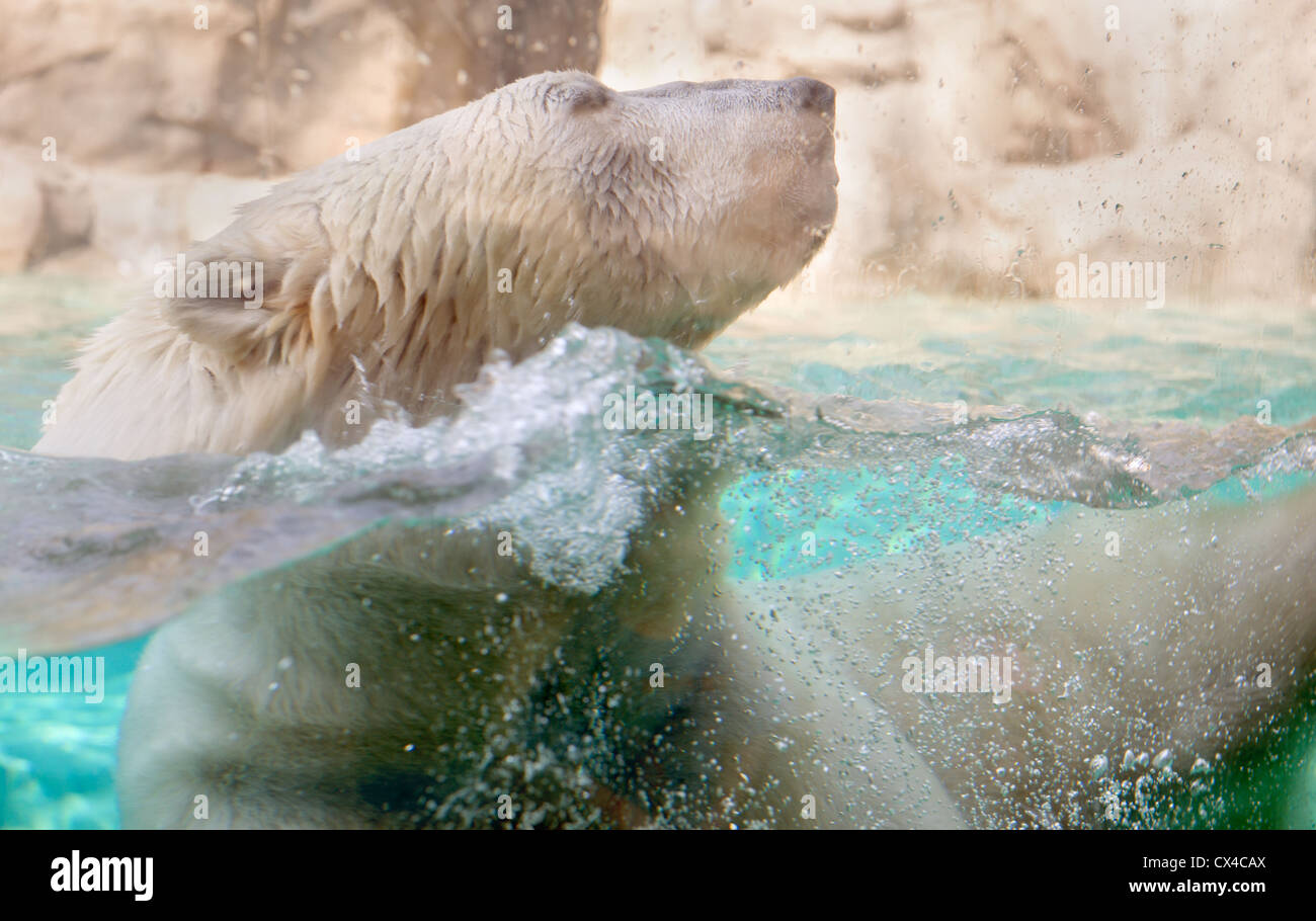 Close up of the polar bear at the Brookfield Zoo swimming with its head out of the water. Stock Photo