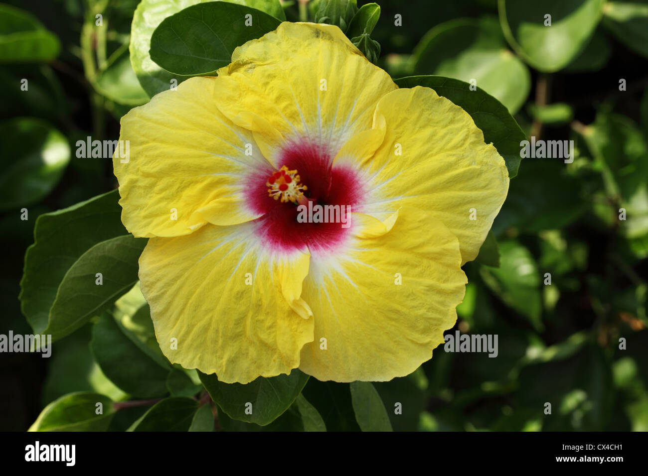 Yellow hibiscus flower Stock Photo