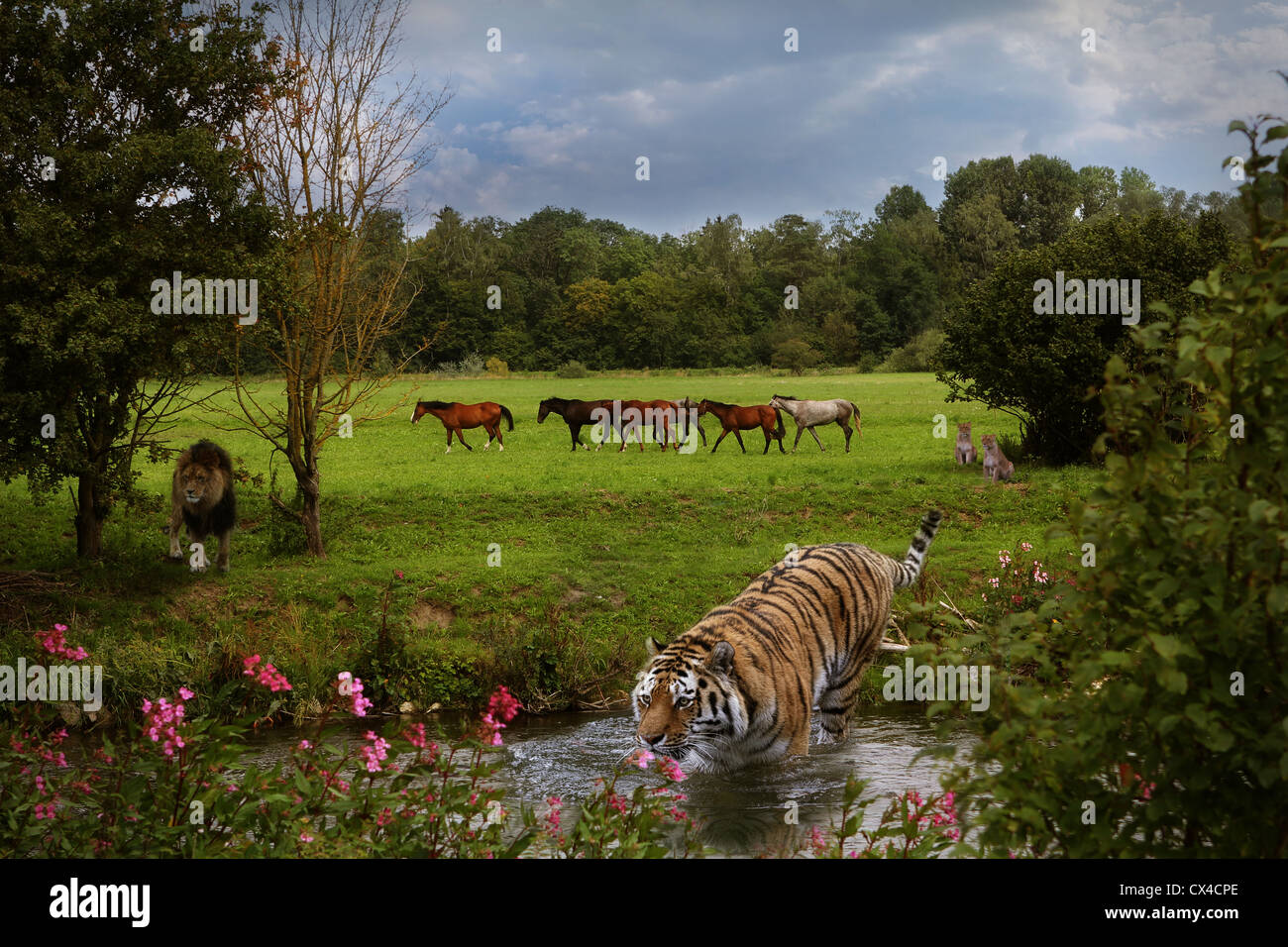 Wilderness, horses, lion and tiger in the same landscape Stock Photo