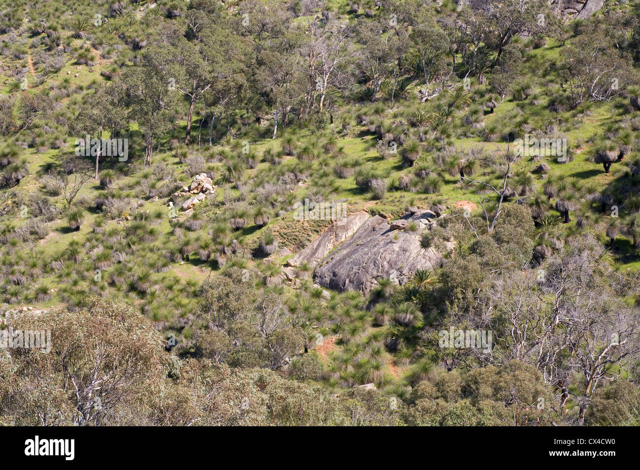 A rocky hillside in the Australian bush. Stock Photo