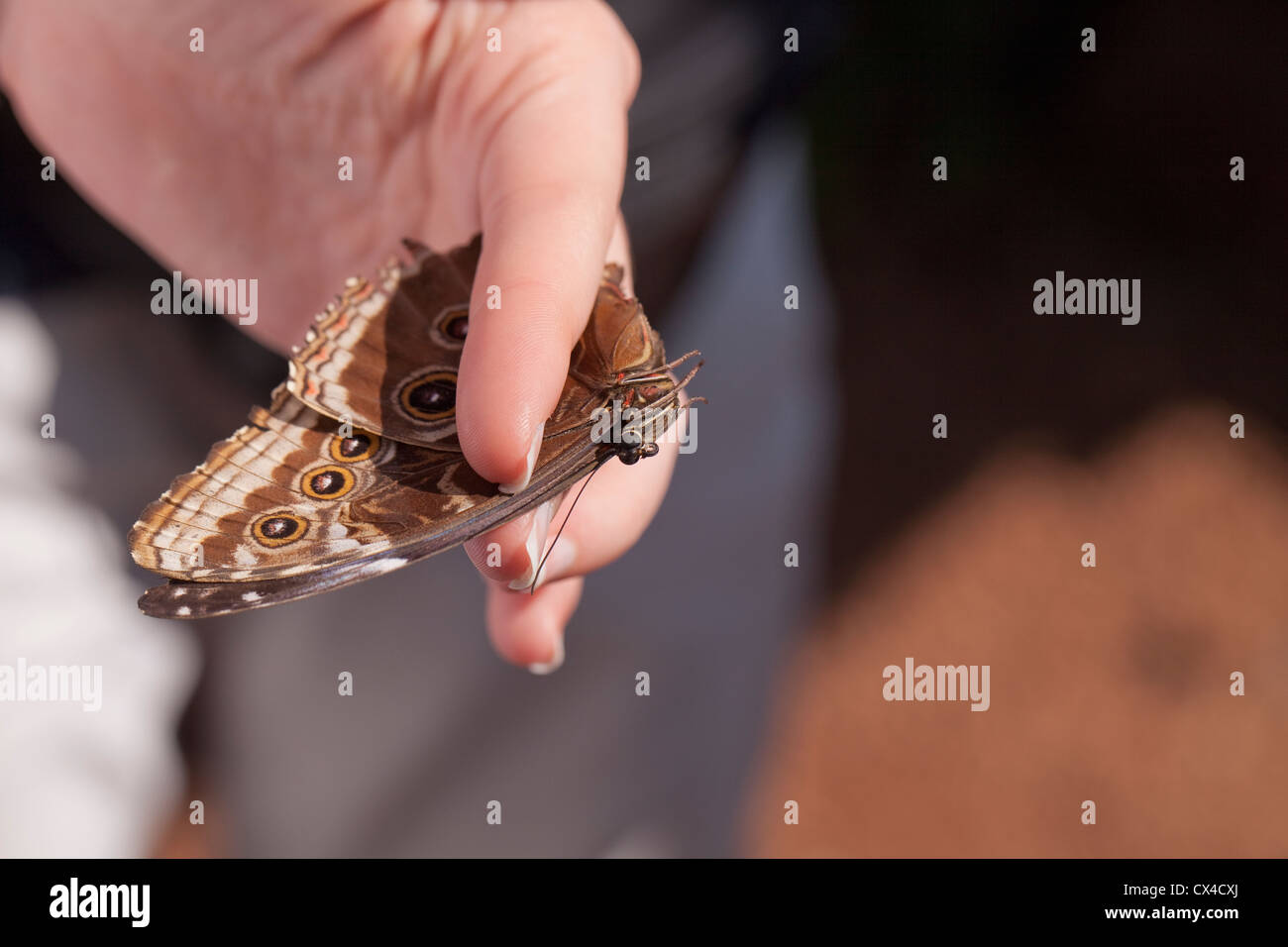 Guide At The Butterfly Farm Gently Holds A Morpho Butterfly