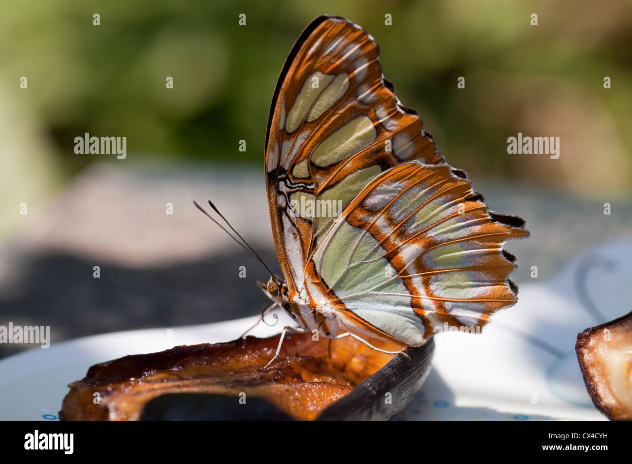 A Malachite Butterfly Siproeta Stelenes Feeding On A