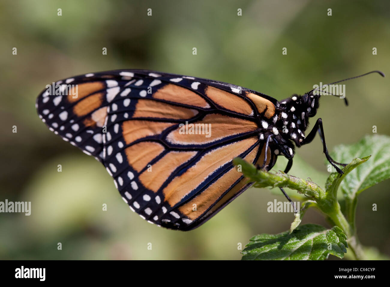 Closeup of Monarch butterfly (Danaus plexippus) at The Butterfly Farm