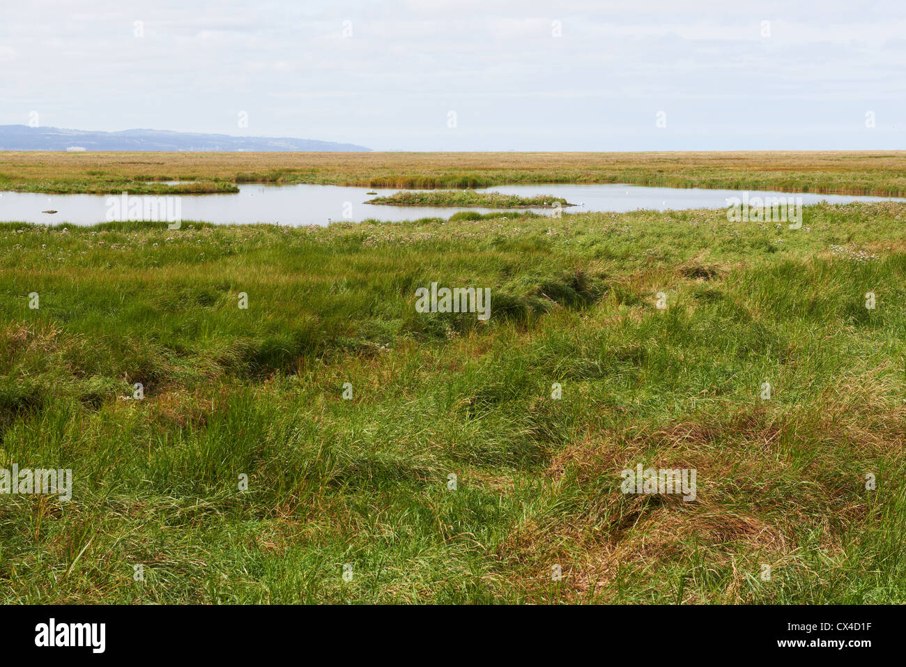 Marsh land marshland uk hi-res stock photography and images - Alamy Marsh land marshland uk hi-res stock photography and images - Alamy