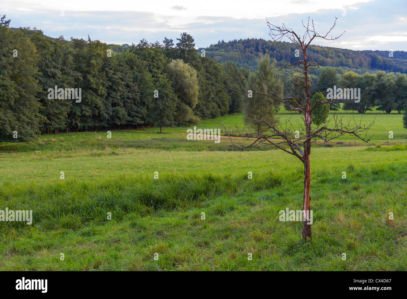 green landscape with dead tree in south germany Stock Photo
