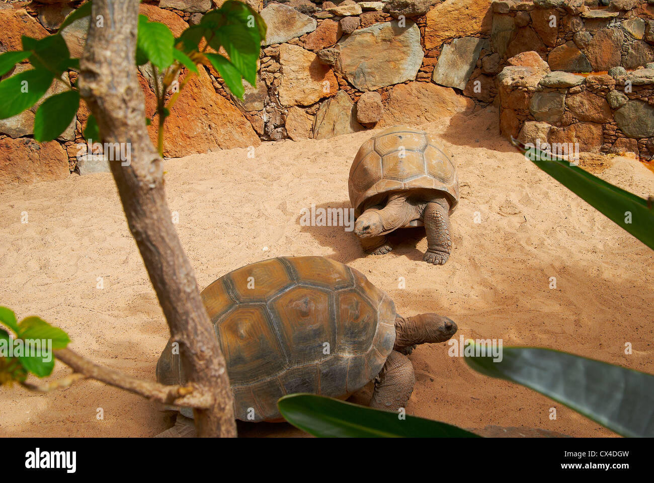 A large brown turtle in zoo in southern Spain Stock Photo