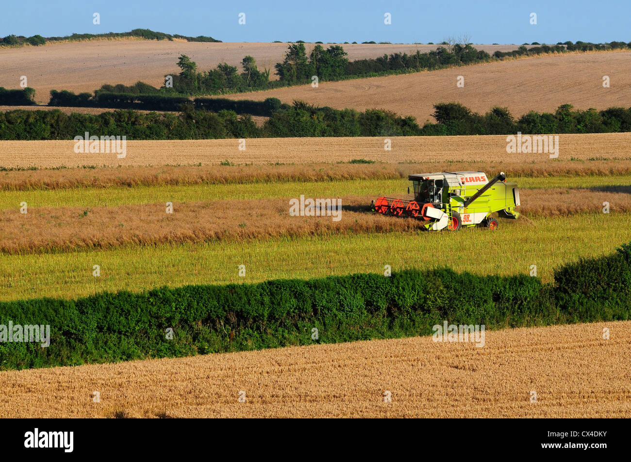 A combine harvester at work gathering the crops UK Stock Photo Alamy
