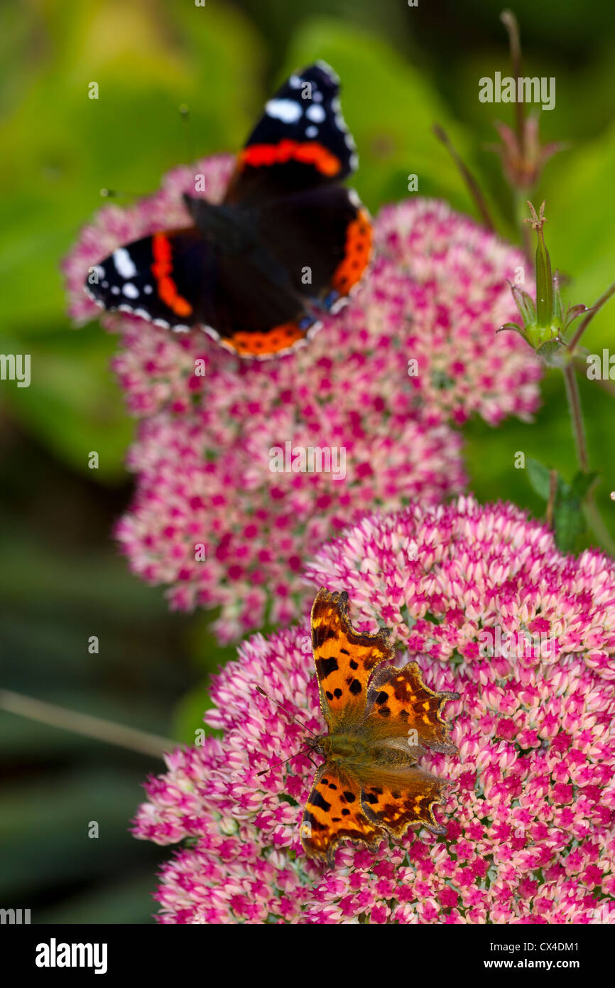 The succulent pink garden plant stonecrop (sedum) flowers in the Autumn and attracts multiple species of butterfly Stock Photo
