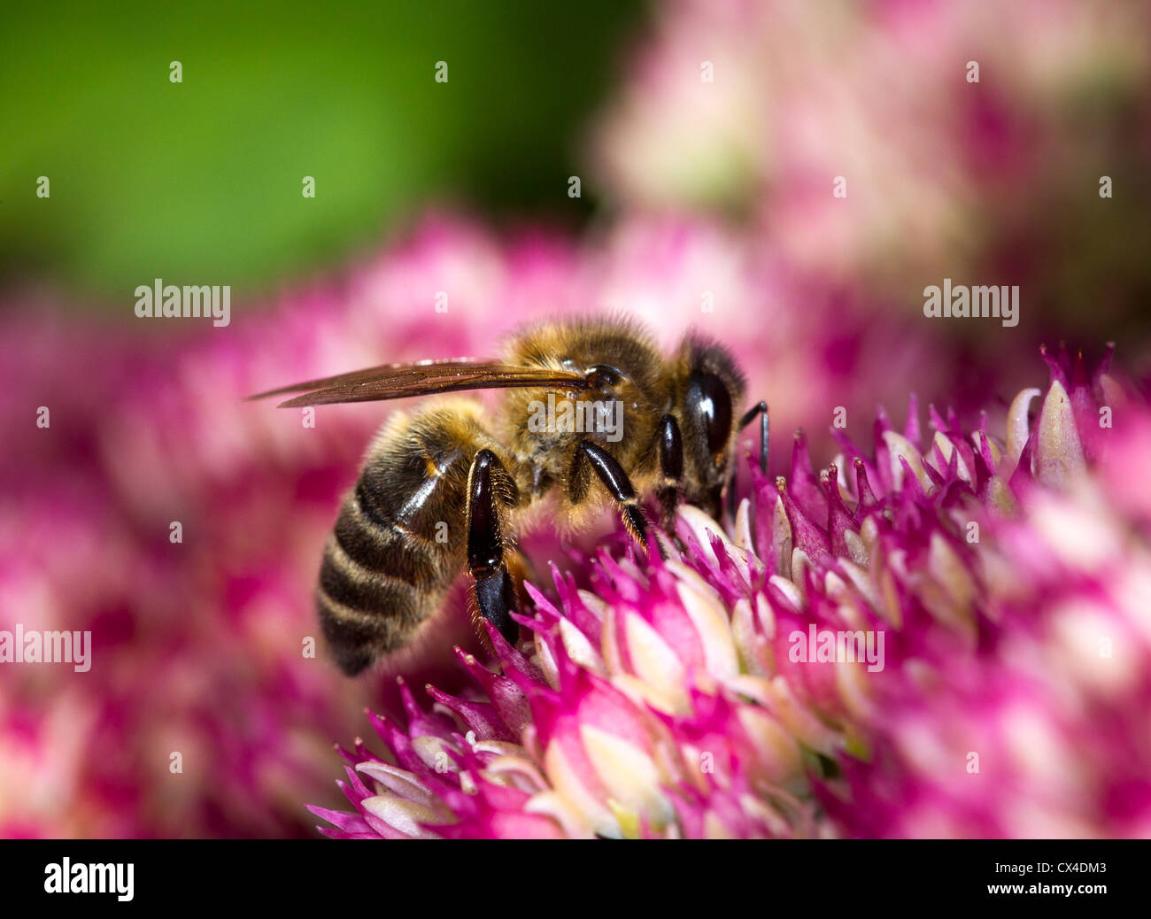 Honey bee (Apls mellifera) collecting nectar from sedum (stonecrop), a garden succulent bearing pink flowers in Autumn Stock Photo