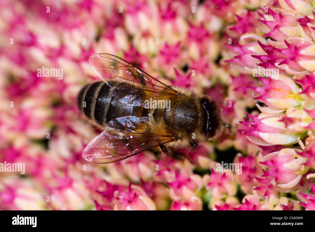 Honey bee (Apls mellifera) collecting nectar from sedum (stonecrop), a garden succulent bearing pink flowers in Autumn Stock Photo