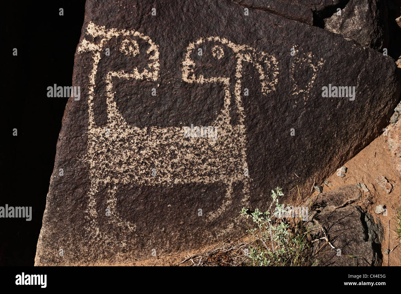 Two-headed goat petroglyph, Jornada Mogollon style rock art at Three Rivers Petroglyph Site, near Sierra Blanca, New Mexico, USA Stock Photo