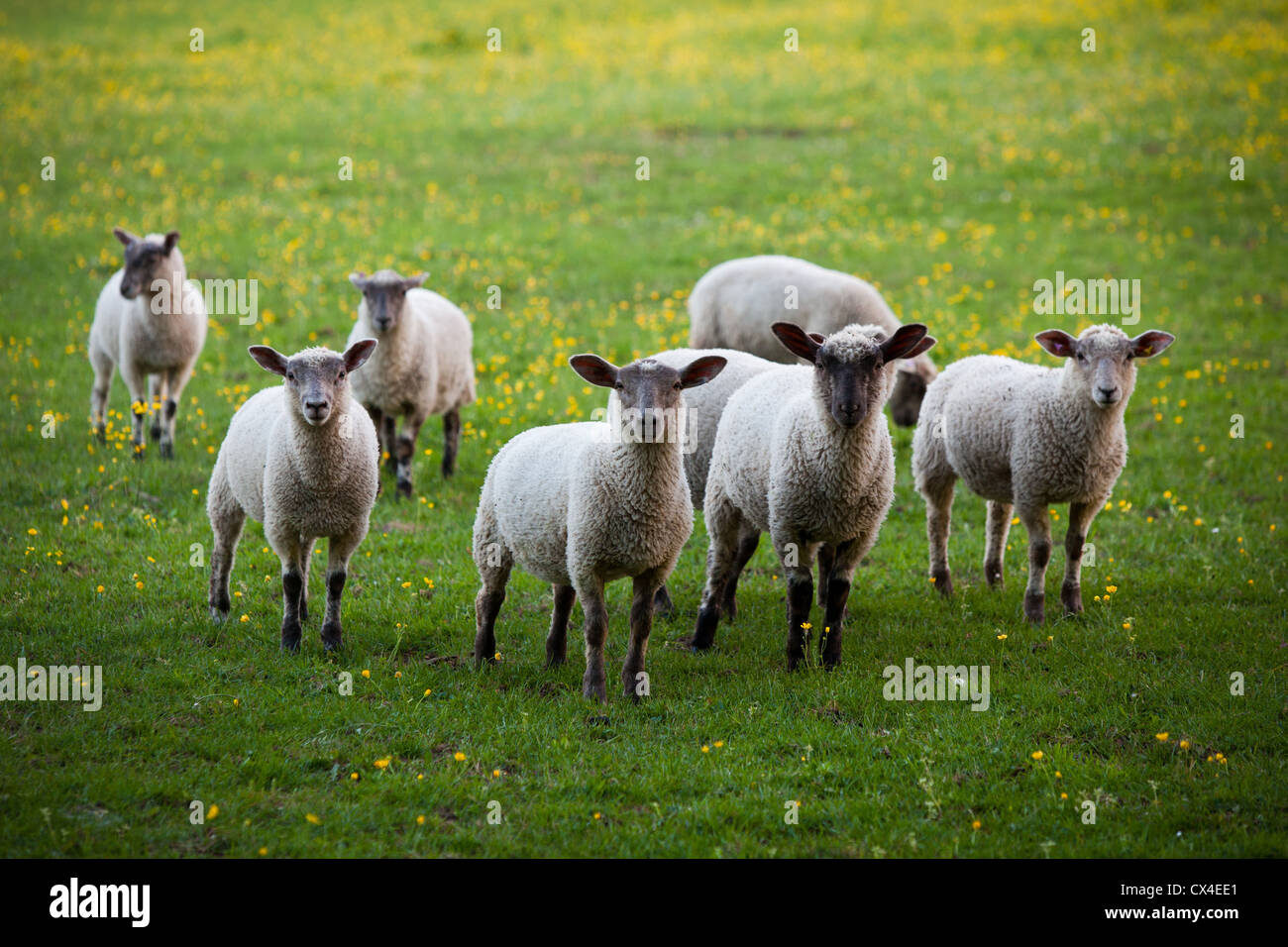 A group of sheep Stock Photo Alamy