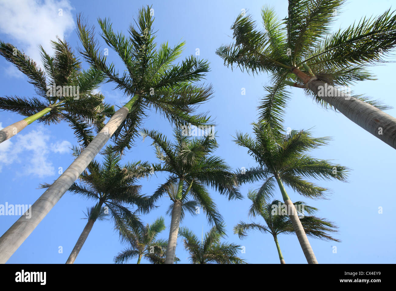 palm tree and blue sky Stock Photo