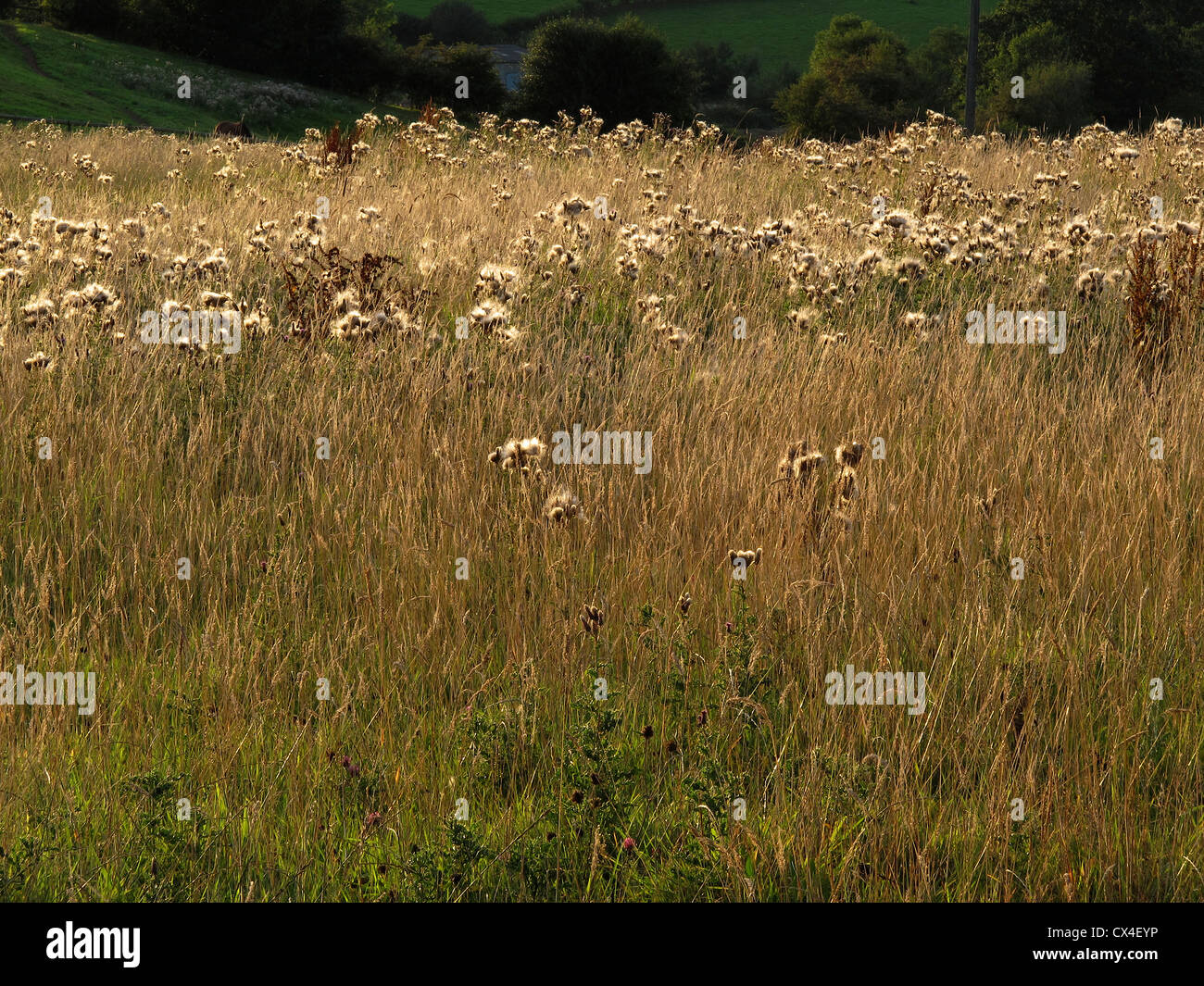 Late summer early autumn grasses and seed heads, evening, Llandegfedd, Monmouthshire, South Wales, UK Stock Photo