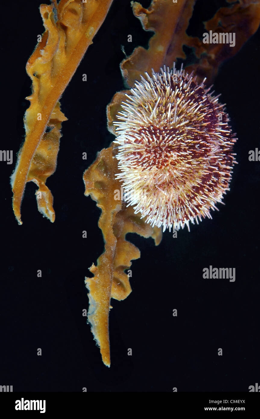 Green sea urchin (Strongylocentrotus droebachiensis) Japan sea, Far East, Primorsky Krai, Russian Federation Stock Photo