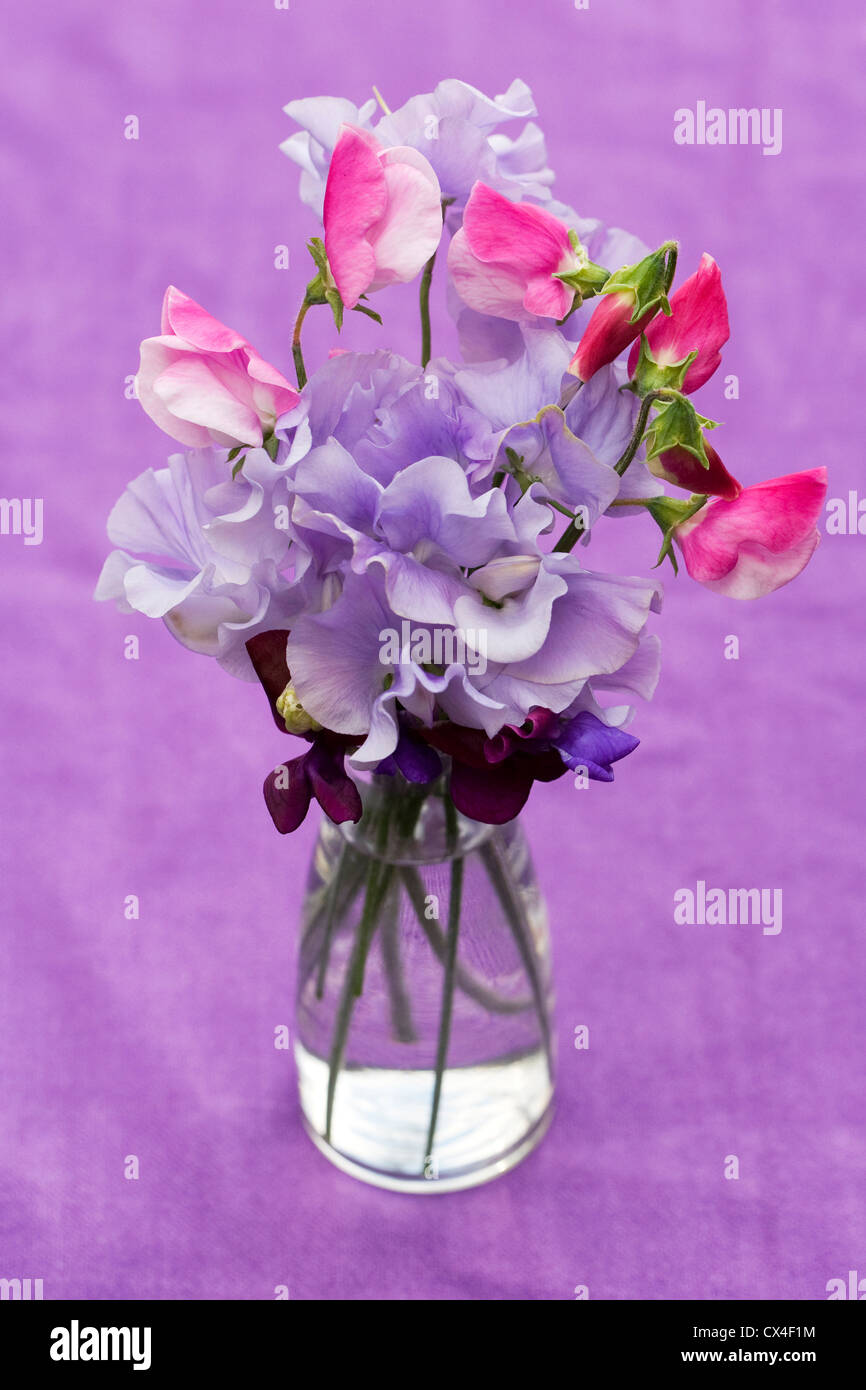 Lathyrus odoratus. Sweet pea flowers in a glass vase against a lilac background. Stock Photo