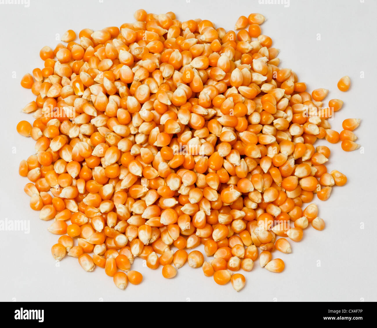 A handful of locally grown, delicious unpopped popcorn kernels Stock