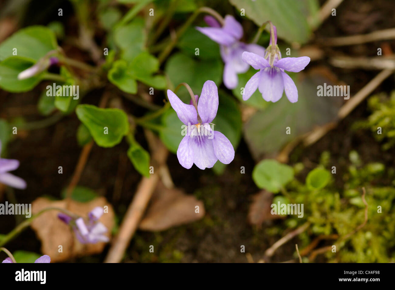 Early Dog Violet (Viola reichenbachiana) flowering on woodland floor