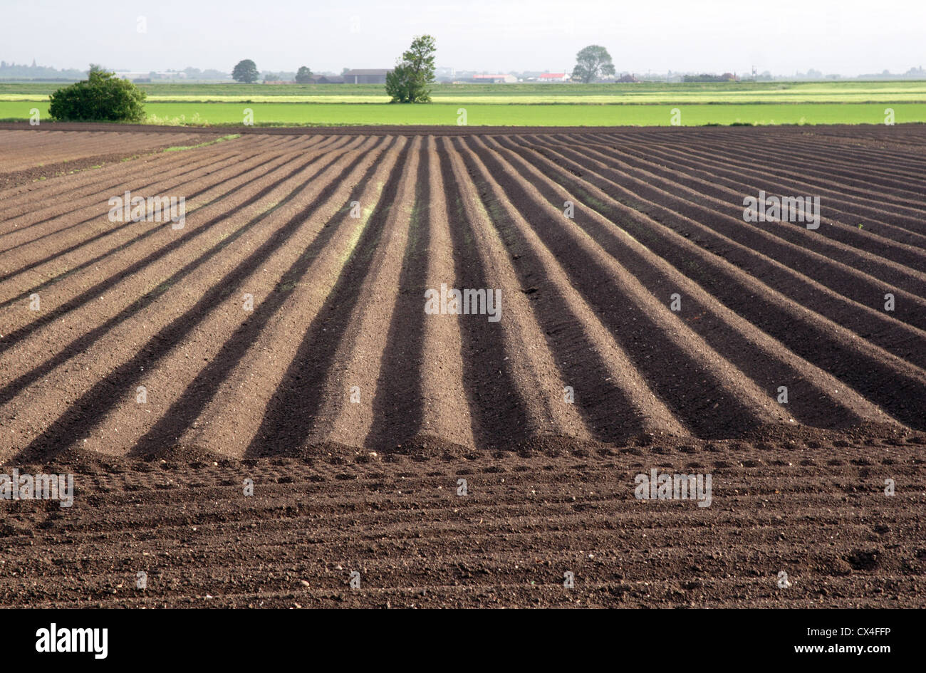 View over potato field, Chatteris, Cambridgeshire Fens, England, UK Stock Photo