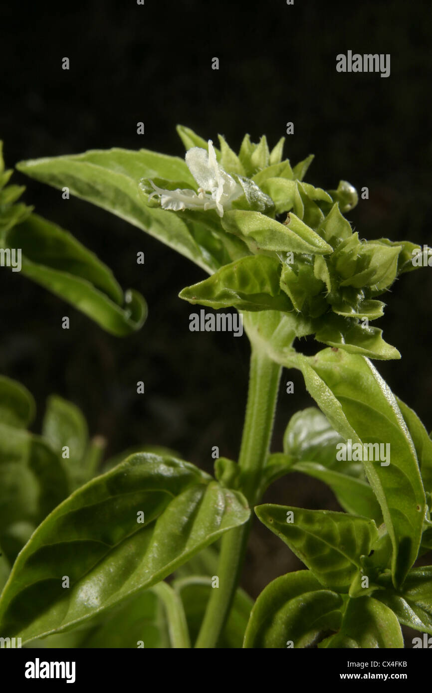 Picture Steve Race Sweet Basil (Ocimum basilicum) in flower