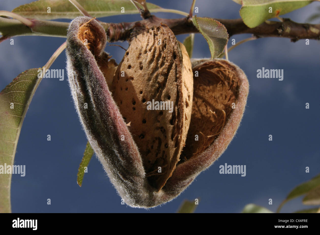 Picture: Steve Race - Mollar almonds (Prunus dulcis) ripen on the tree, Catalunya, Spain. Stock Photo