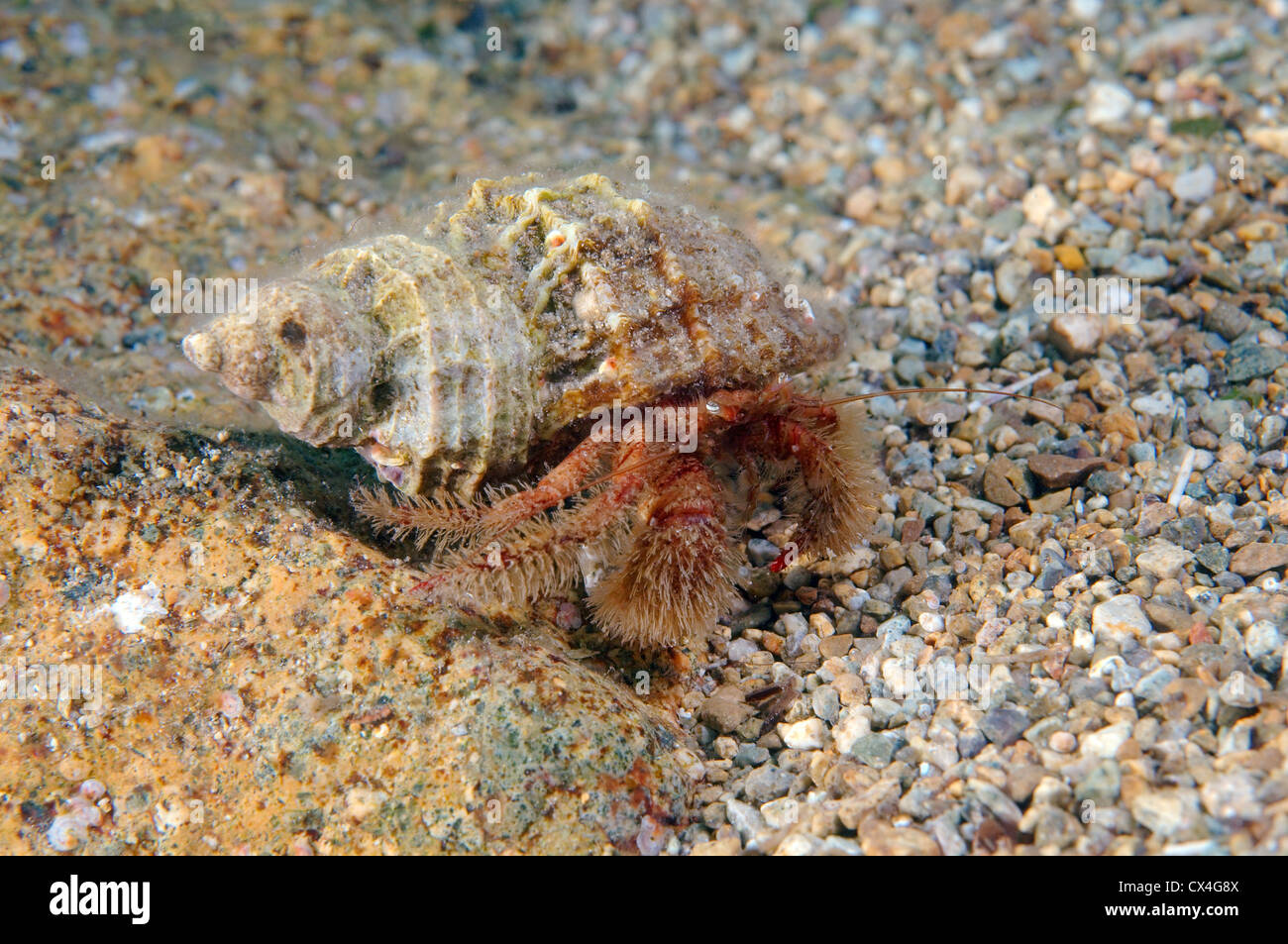 Hermit crab shell hires stock photography and images Alamy