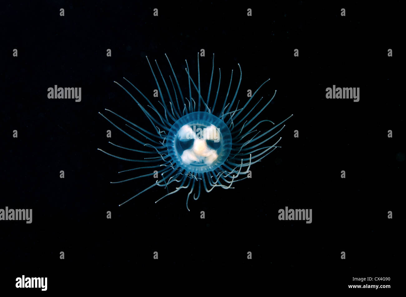 Jellyfish Poisonous gonionemus (gonionemus vertens), Japan sea, Far