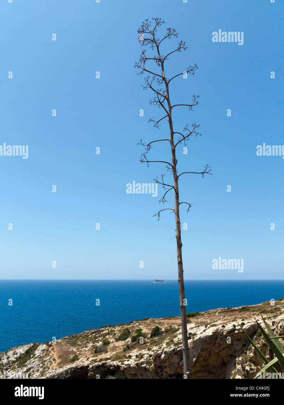 Agave tree almost in silhouette against a clear blue sky and ocean horizon on cliff edge Stock Photo