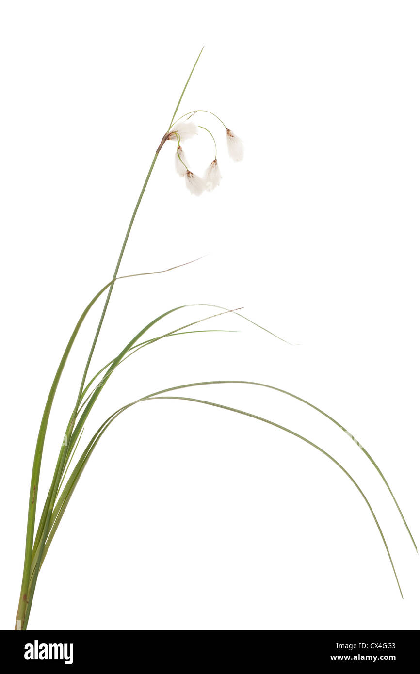 plant cotton-grass (Eriophorum gracile) on white Stock Photo