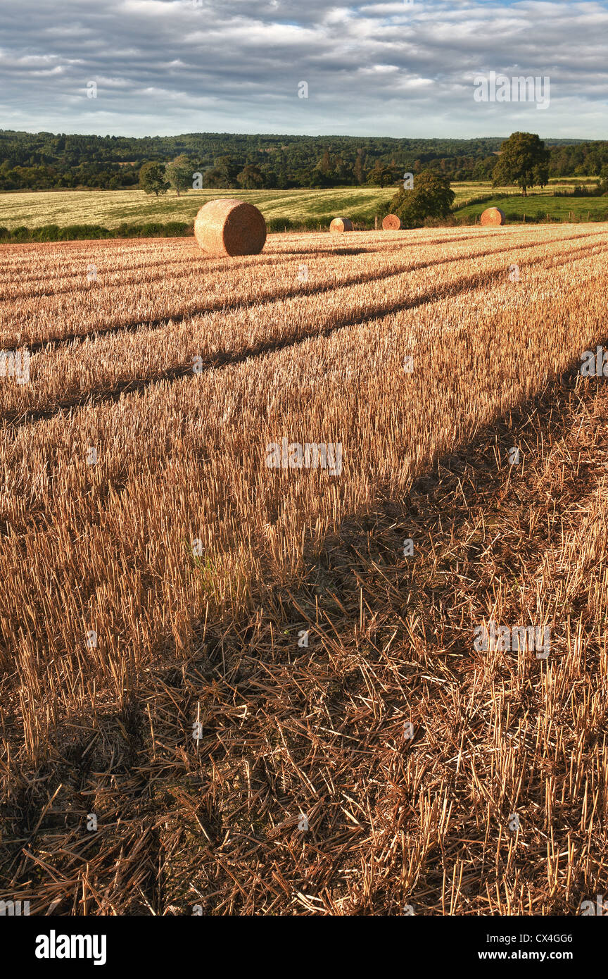 Harvested wheat fields with corn stubble and hay straw bales to be