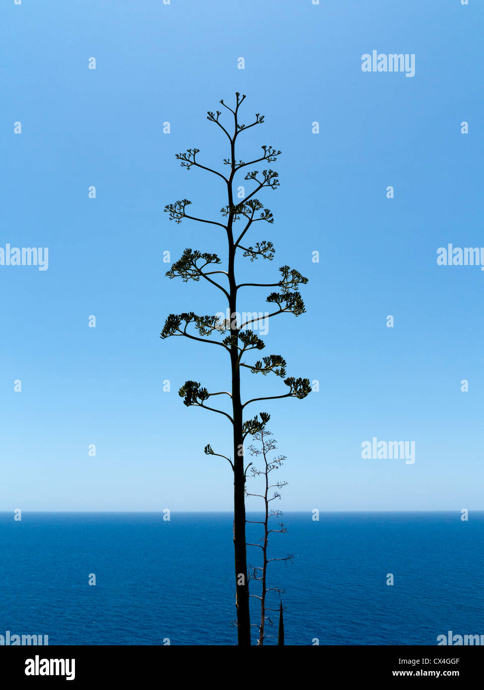 Agave tree almost in silhouette against a clear blue sky and ocean horizon Stock Photo