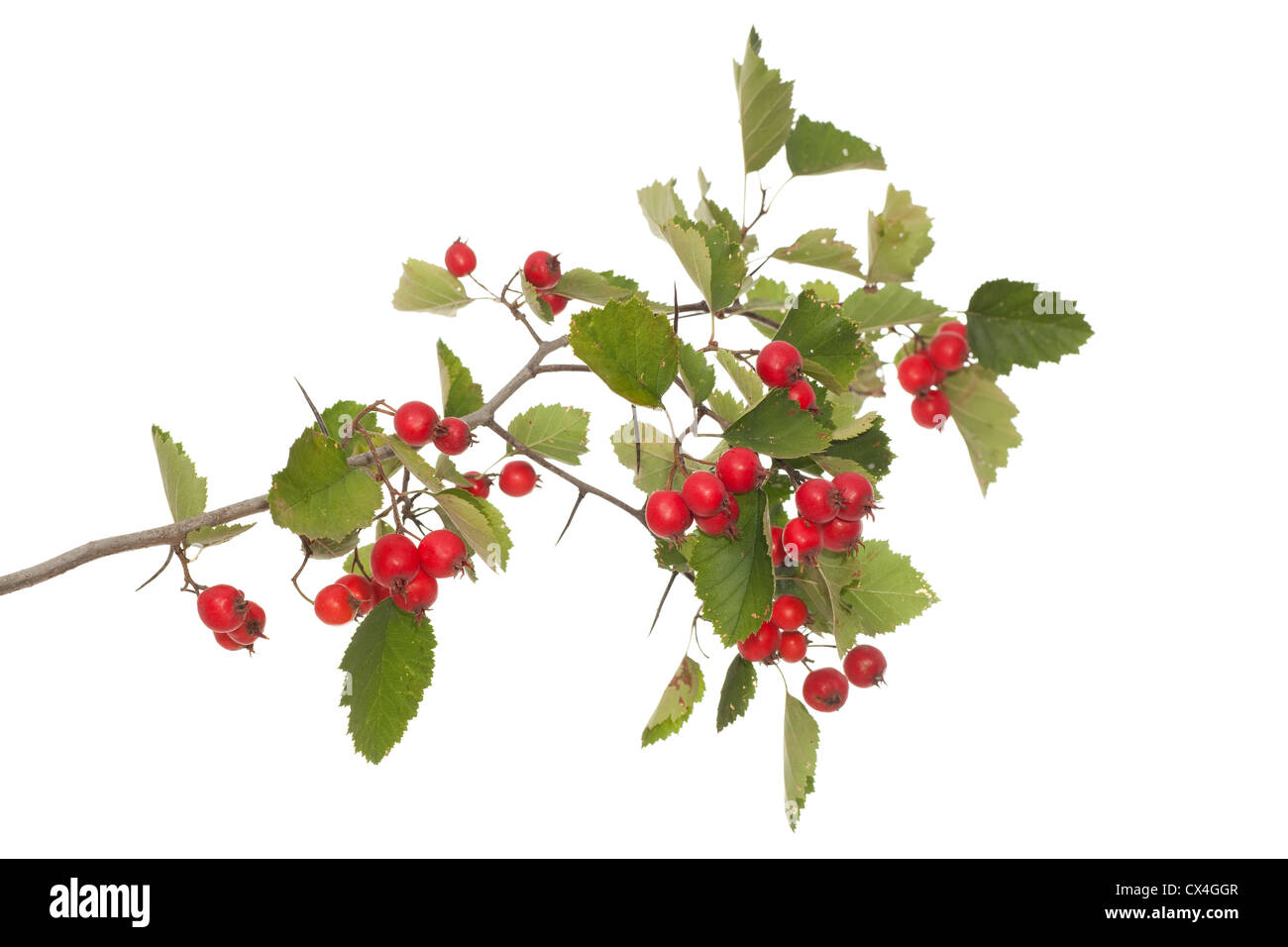 Hawthorn branch close up on white background Stock Photo