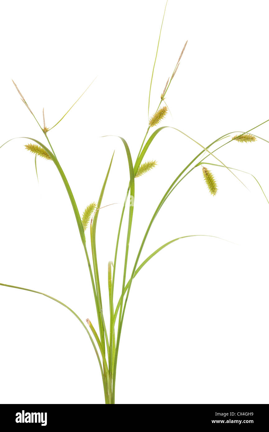 blooming young summer grass on white background Stock Photo