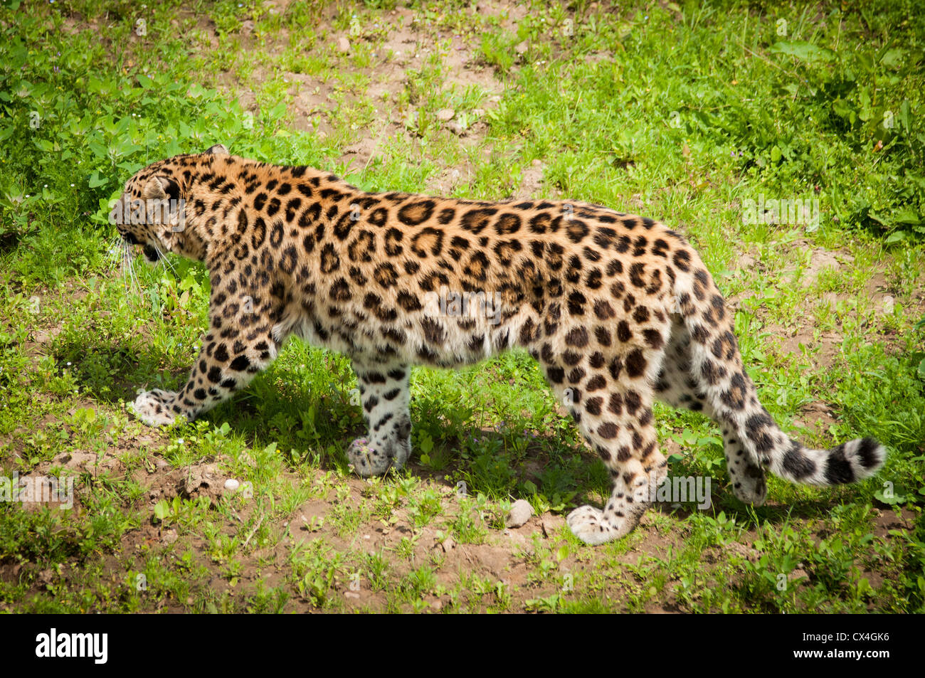 Amur leopard hi-res stock photography and images - Alamy