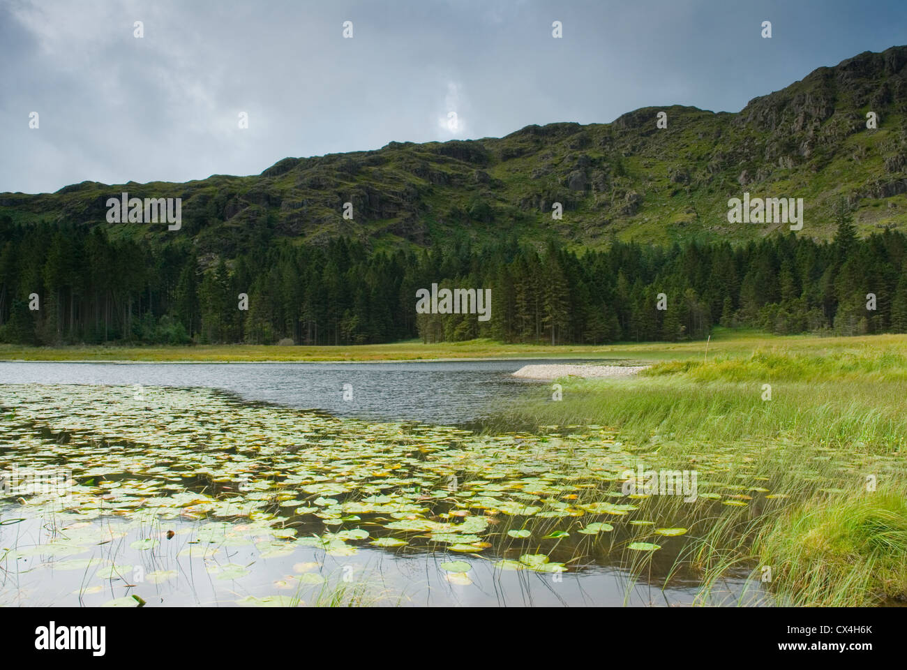 Harrop Tarn near to Thirlmere in the Lake District, England, UK Stock Photo