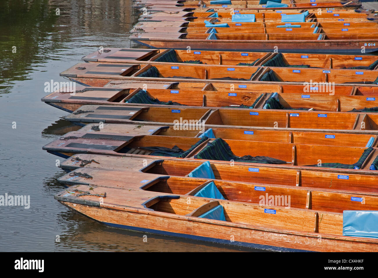 Punts moored at side of River Cam, Cambridge Stock Photo