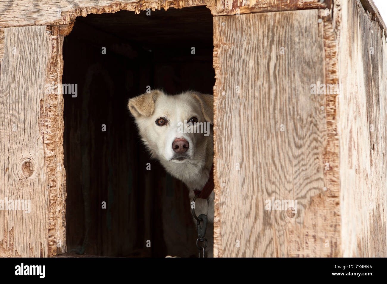 Sled Dog In Plywood Kennel Stock Photo - Alamy