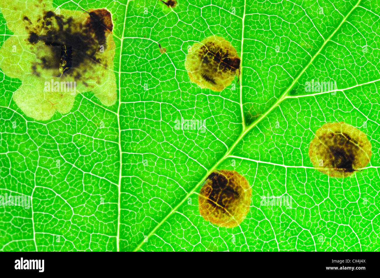Horse-chestnut Leaf Miner Moth (Cameraria ohridella), larvae stage causing damage to tree, Abbots Leigh, United Kingdom, Europe Stock Photo