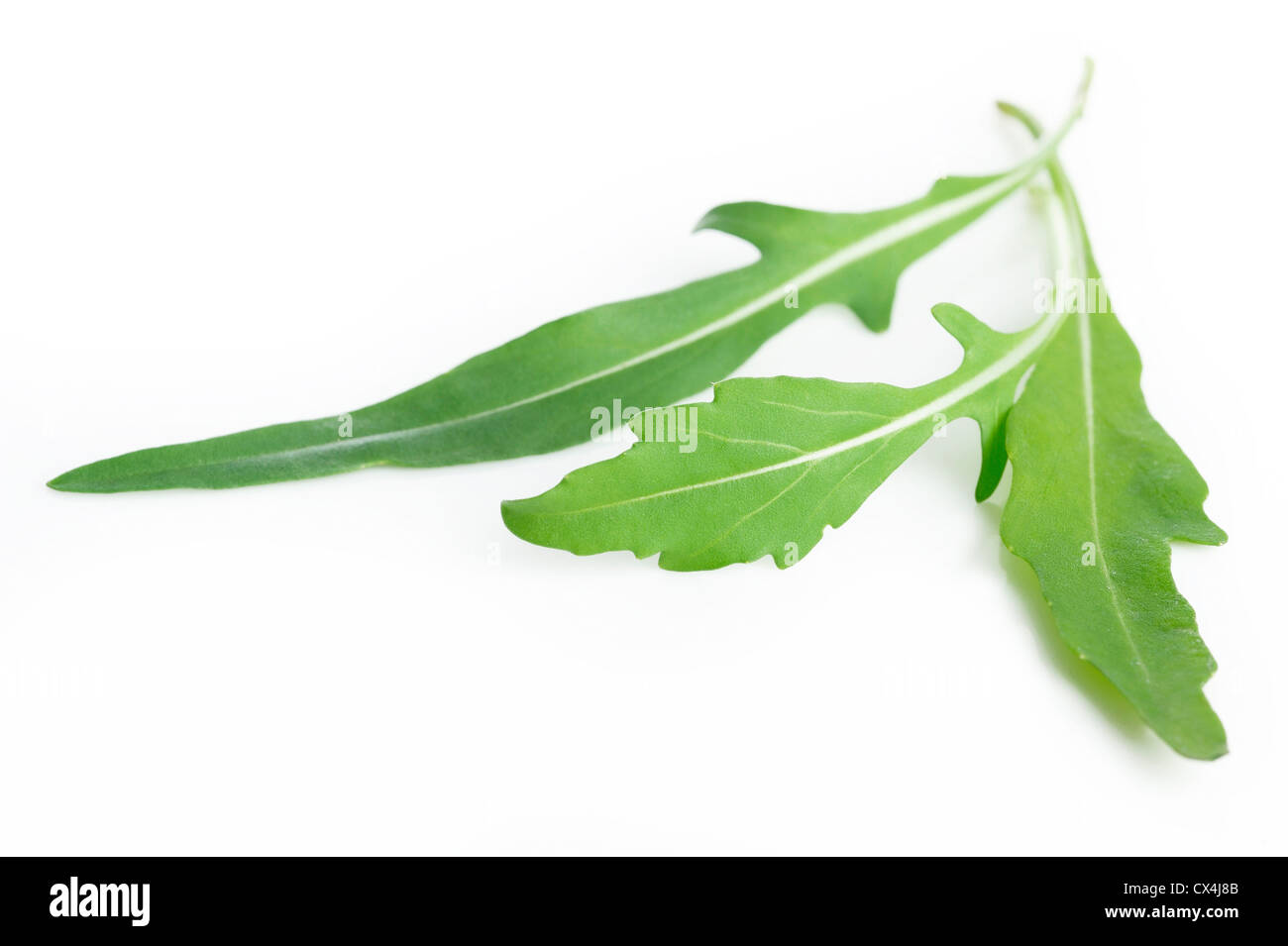 rucola leaf Stock Photo