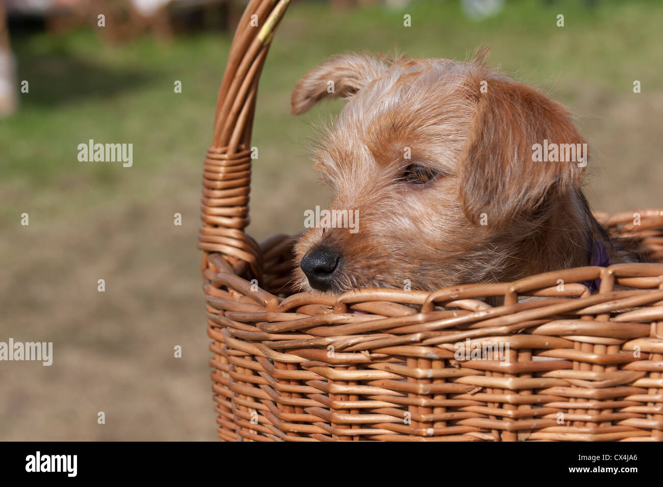 Do Puppies Like Being Carried