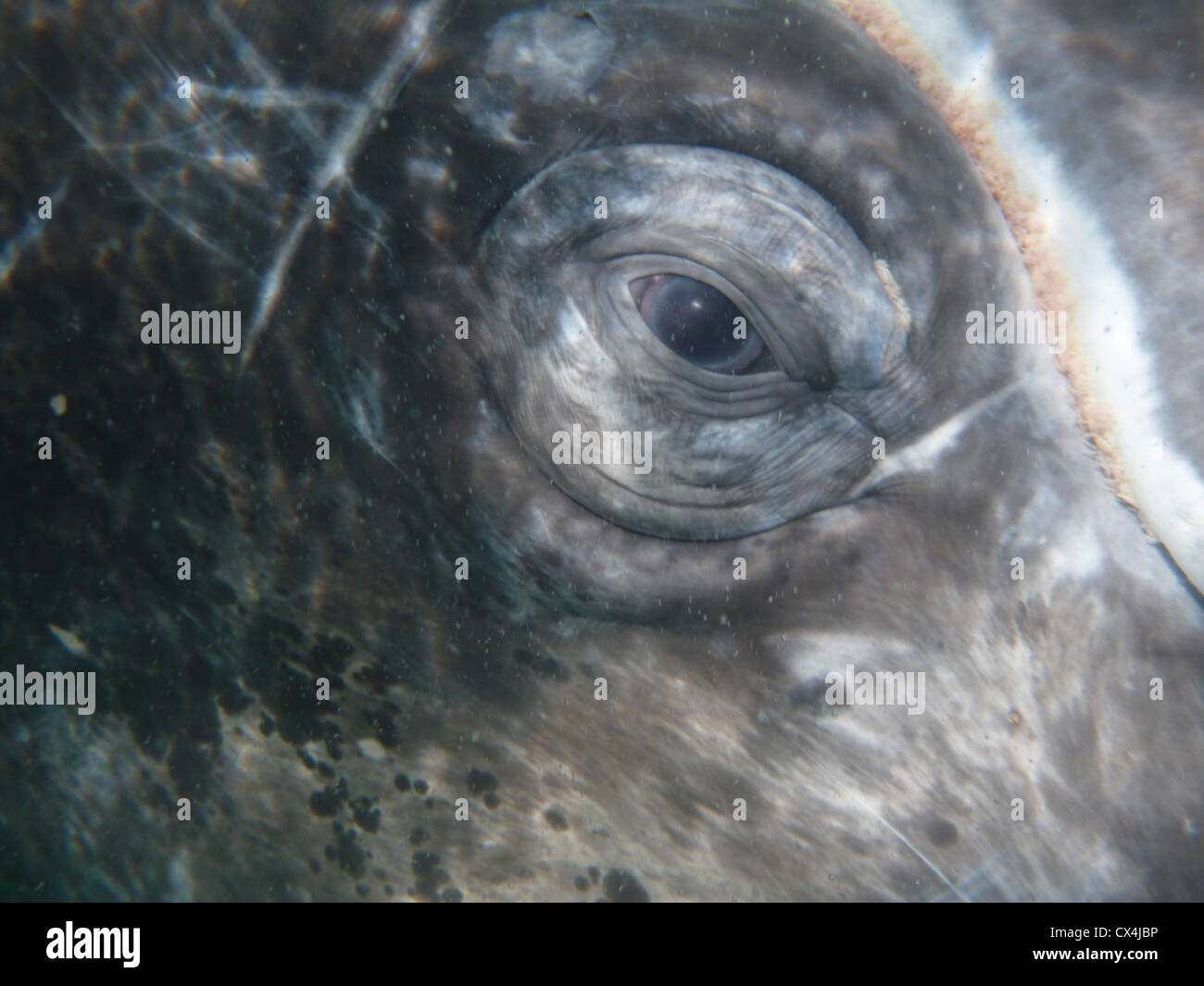 Whale eye hires stock photography and images Alamy