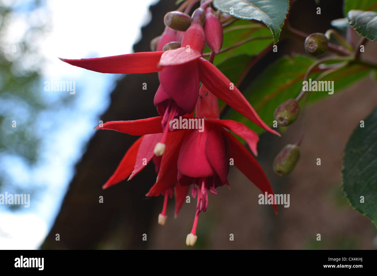 Red flower in Peru Stock Photo
