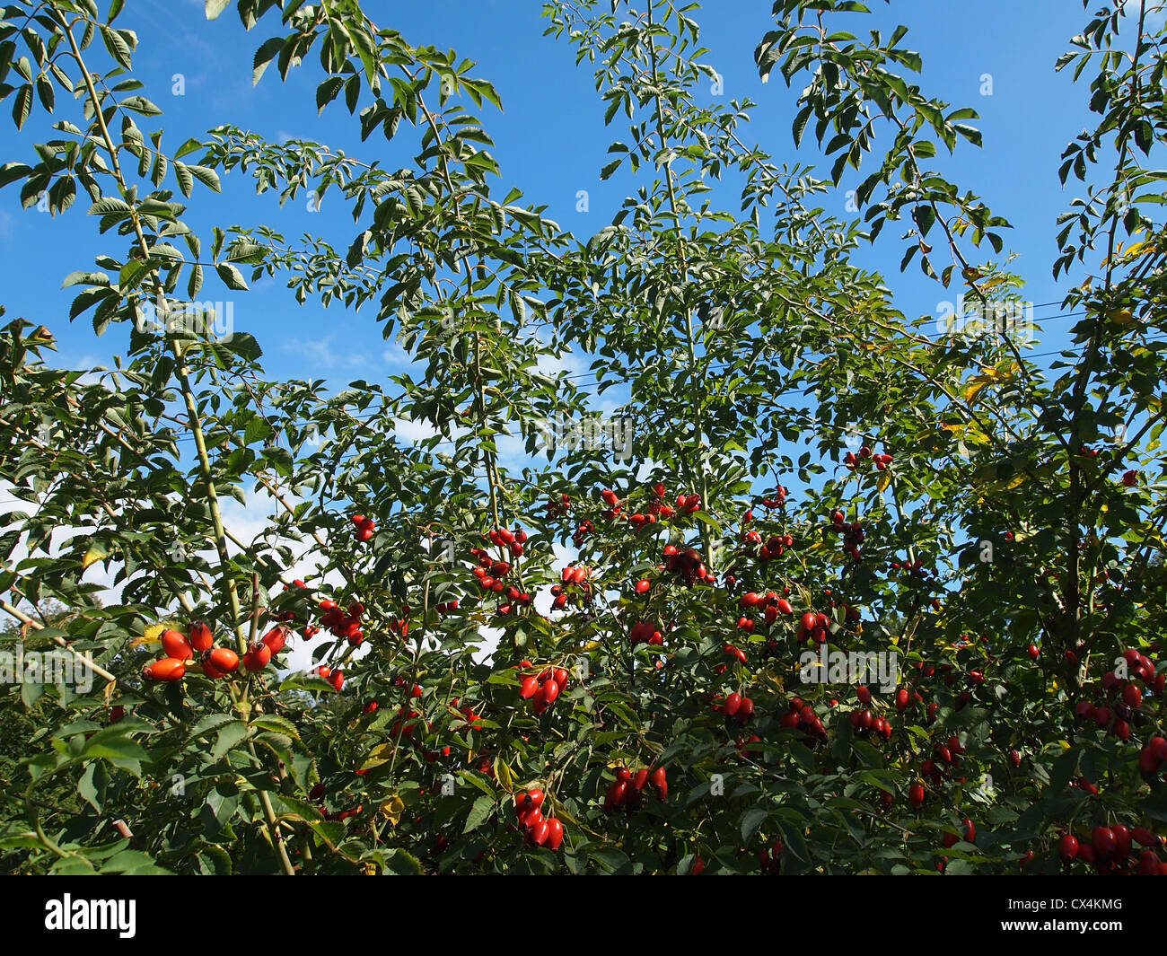 Rose hip bush hi-res stock photography and images - Alamy