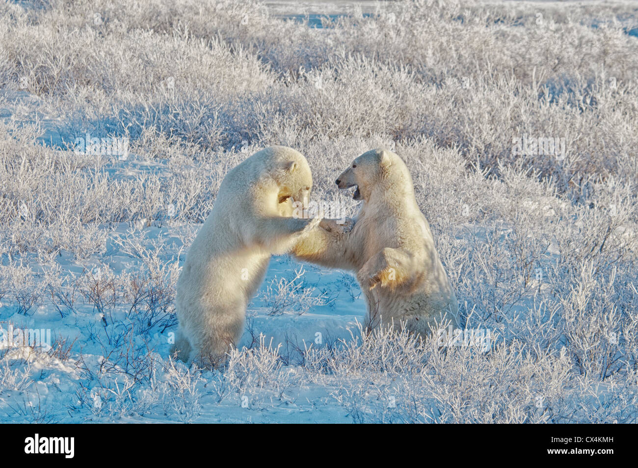 Polar Bears, Ursus maritimus, play fighting in the frost, early morning light near Hudson Bay, Cape Churchill, Manitoba, Canada Stock Photo