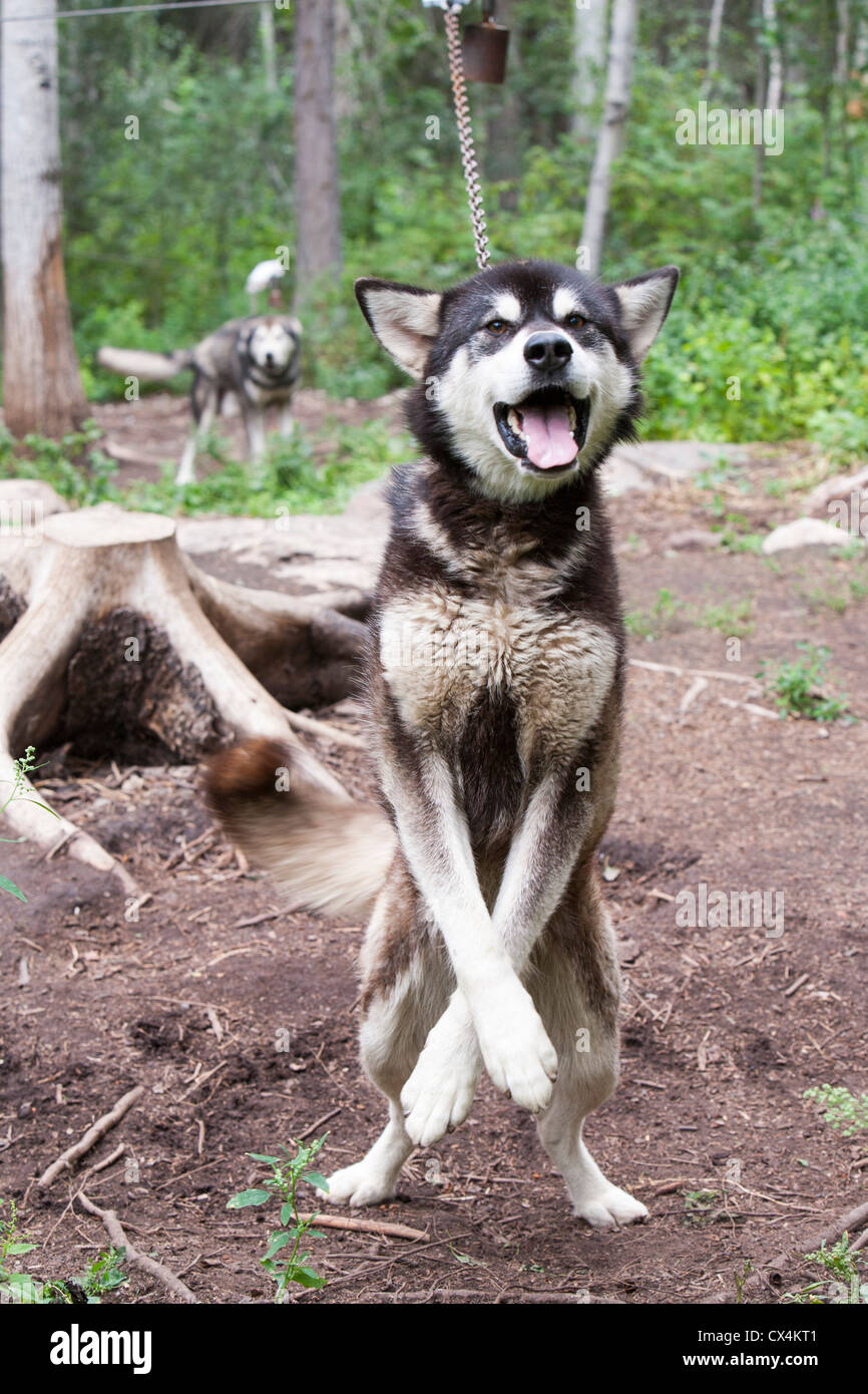 Sled dogs belonging to Robert Grandjamber a First Nation Canadian living in Fort Chipewyan Stock