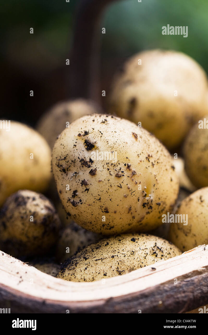 Solanum tuberosum variety 'Charlotte'. Trug of freshly dug 'Charlotte' potatoes. Stock Photo