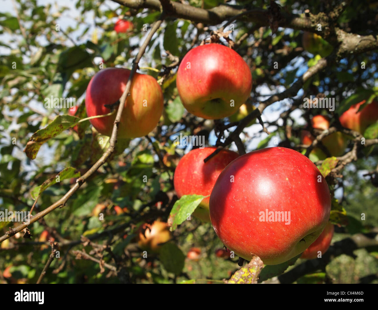 A closeup of apples on a tree Stock Photo - Alamy