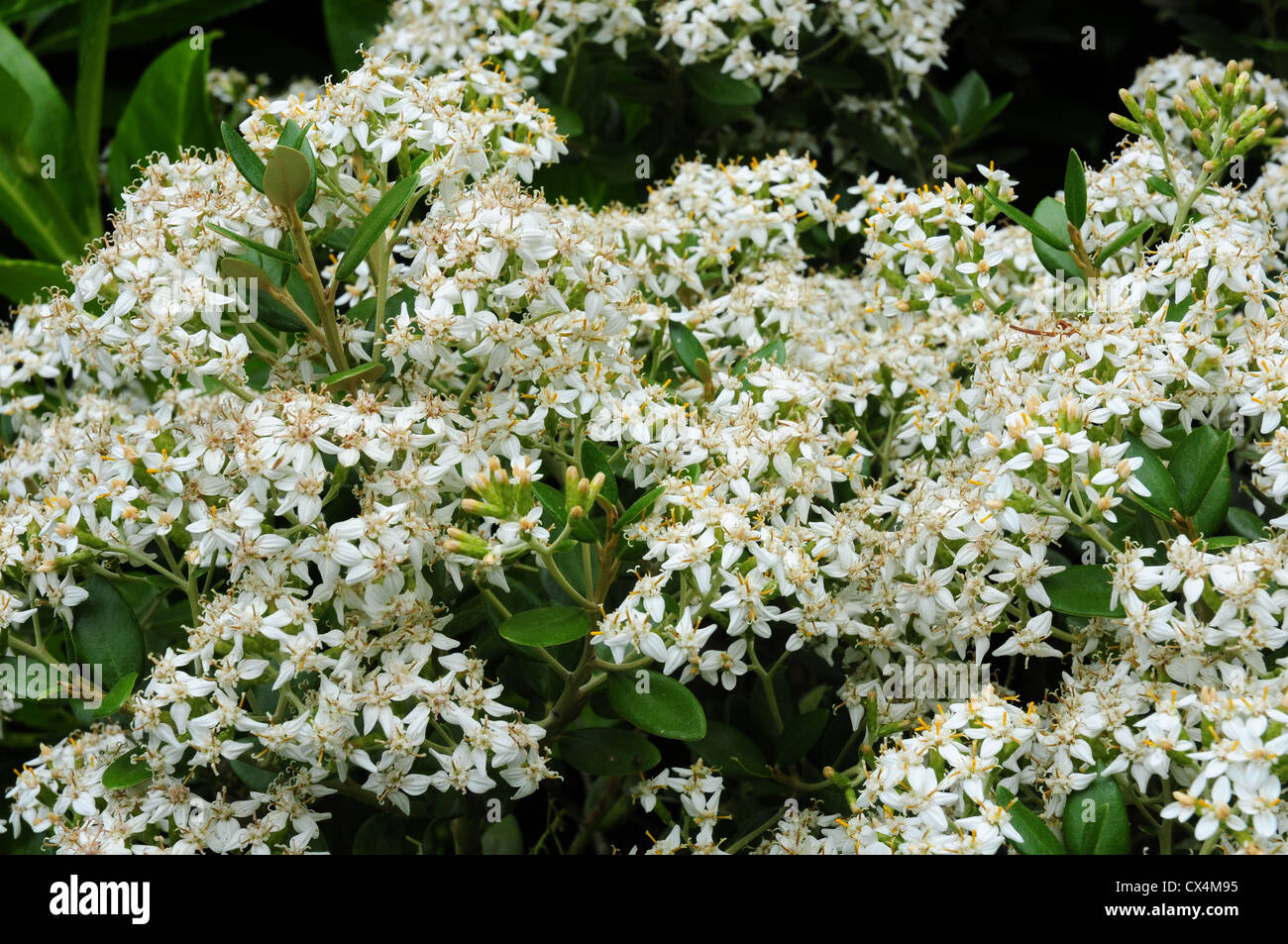 Flowers of Olearia haastii. Stock Photo